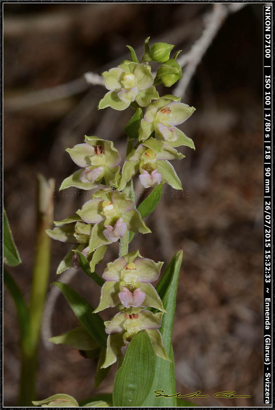 Epipactis helleborine dalla Svizzera 2